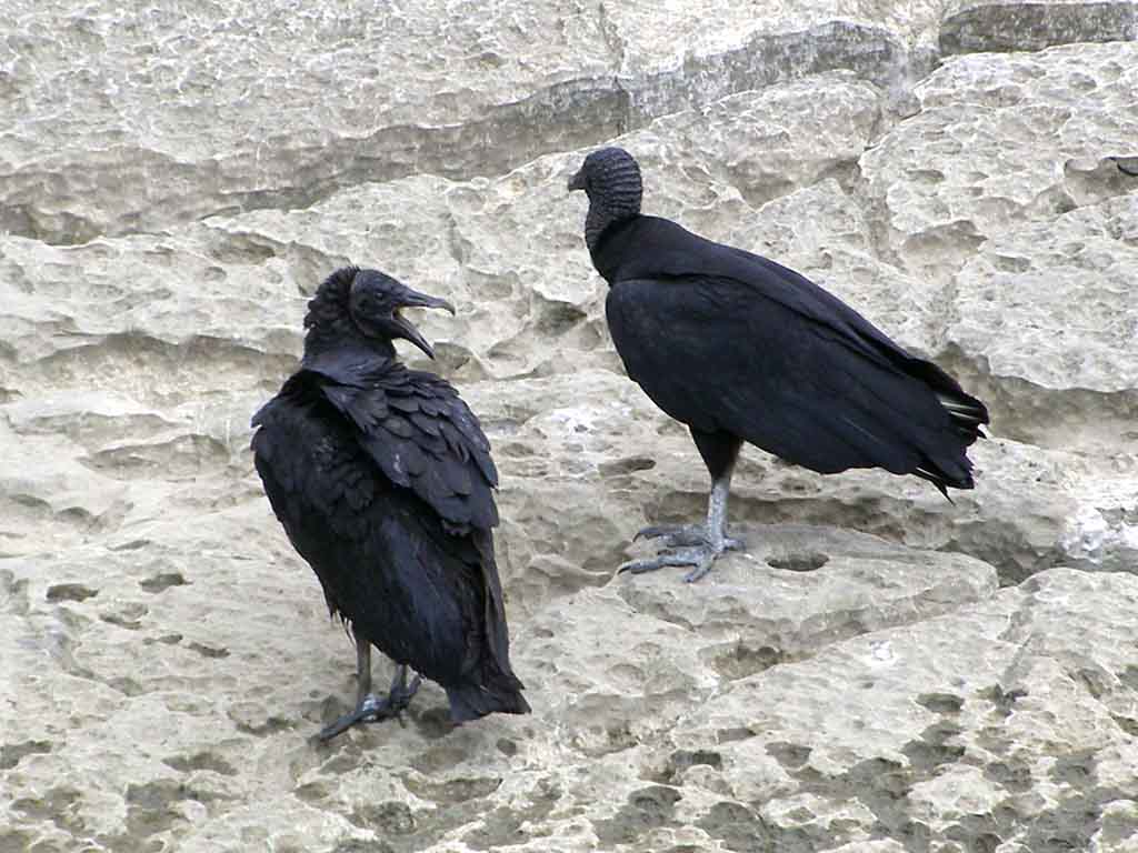 776 - Avvoltoi presso il Canyon Sumidero - Messico