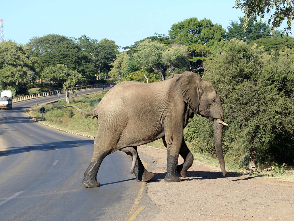 732 - Attraversamento stradale pericoloso - Botswana